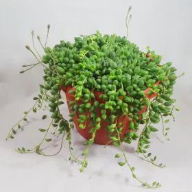 Indoor Plants